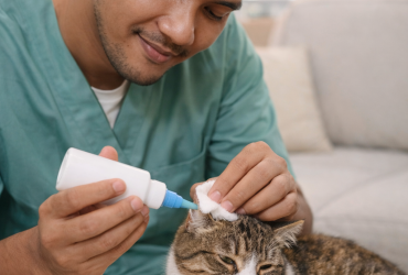 Perbedaan Telinga Kucing Korengan karena Kutu, Jamur, dan Infeksi Bakteri