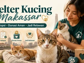 Shelter Kucing Makassar: Cara Adopsi, Donasi, dan Jadi Relawan