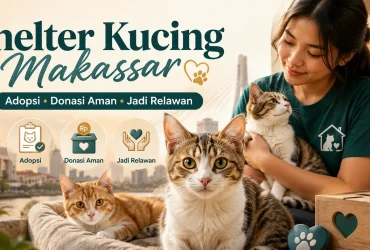 Shelter Kucing Makassar: Cara Adopsi, Donasi, dan Jadi Relawan