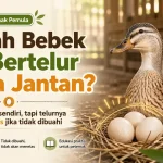 Apakah Bebek Bisa Bertelur Tanpa Jantan? Jawaban Lengkap Soal Telur Bebek Bisa Menetas atau Tidak
