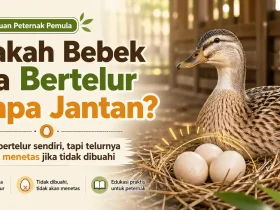 Apakah Bebek Bisa Bertelur Tanpa Jantan? Jawaban Lengkap Soal Telur Bebek Bisa Menetas atau Tidak