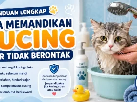 Cara Memandikan Kucing agar Tidak Berontak: Kesalahan yang Sering Dilakukan Pemilik