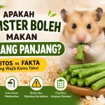 Apakah Hamster Boleh Makan Kacang Panjang? Mitos vs Fakta yang Wajib Kamu Tahu
