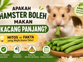 Apakah Hamster Boleh Makan Kacang Panjang? Mitos vs Fakta yang Wajib Kamu Tahu