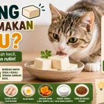 Apakah Kucing Boleh Makan Tahu? Ini yang Terjadi pada Pencernaan Kucing
