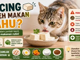 Apakah Kucing Boleh Makan Tahu? Ini yang Terjadi pada Pencernaan Kucing