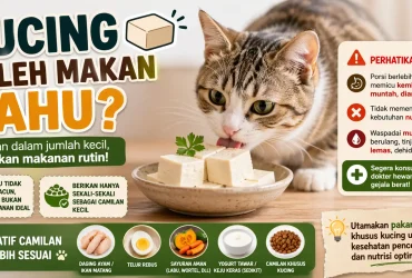 Apakah Kucing Boleh Makan Tahu? Ini yang Terjadi pada Pencernaan Kucing
