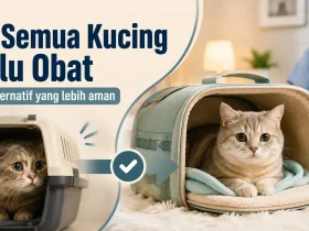 Apakah Obat Penenang Kucing Benar-Benar Diperlukan? Ini Alternatif yang Bisa Dicoba