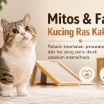 Mitos dan Fakta Kucing Ras Kaki Pendek yang Sering Salah Dipahami Pecinta Kucing