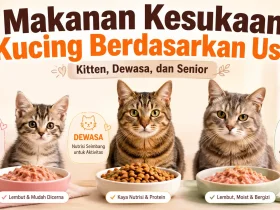Makanan Kesukaan Kucing Berdasarkan Usia: Kitten, Dewasa, dan Senior Makanan Kesukaan Kucing Berdasarkan Usia: Kitten, Dewasa, dan Senior