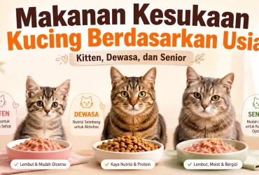 Makanan Kesukaan Kucing Berdasarkan Usia: Kitten, Dewasa, dan Senior