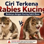 Ciri Terkena Rabies Kucing: Bedanya dengan Kucing Sakit Biasa