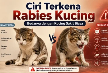 Ciri Terkena Rabies Kucing: Bedanya dengan Kucing Sakit Biasa