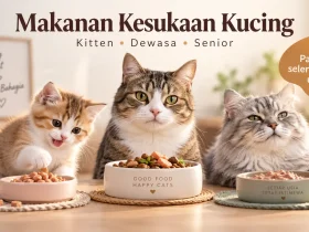 Makanan Kesukaan Kucing Berdasarkan Usia: Kitten, Dewasa, dan Senior