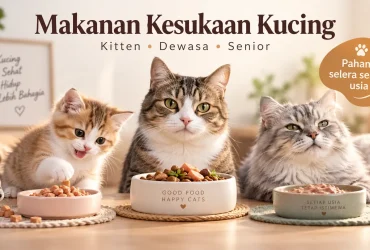 Makanan Kesukaan Kucing Berdasarkan Usia: Kitten, Dewasa, dan Senior