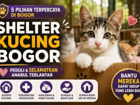 5 Shelter Kucing Bogor yang Peduli Selamatkan Anabul Terlantar