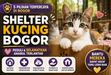5 Shelter Kucing Bogor yang Peduli Selamatkan Anabul Terlantar