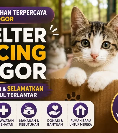 5 Shelter Kucing Bogor yang Peduli Selamatkan Anabul Terlantar