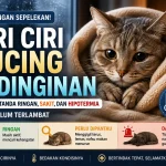 Ciri Ciri Kucing Kedinginan: Bedakan Tanda Ringan, Sakit, dan Hipotermia Sebelum Terlambat