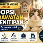Shelter Kucing Madiun: Rekomendasi Tempat Adopsi dan Perawatan Anabul