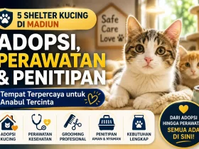 Shelter Kucing Madiun: Rekomendasi Tempat Adopsi dan Perawatan Anabul