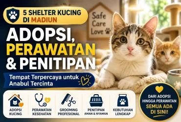 Shelter Kucing Madiun: Rekomendasi Tempat Adopsi dan Perawatan Anabul