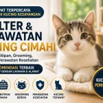 5 Shelter Kucing Cimahi dan Tempat Perawatan Anabul yang Bisa Jadi Pilihan