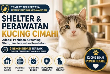 5 Shelter Kucing Cimahi dan Tempat Perawatan Anabul yang Bisa Jadi Pilihan