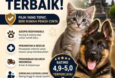 Shelter Kucing Salatiga Mana yang Masih Bisa Dihubungi?