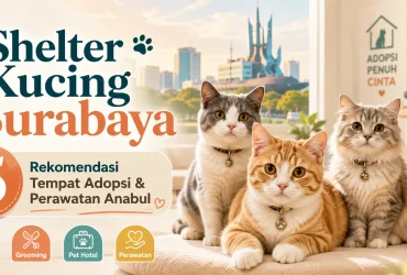 Shelter Kucing Surabaya: 5 Rekomendasi Tempat Adopsi dan Perawatan Anabul
