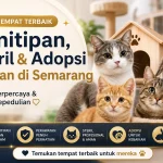 Shelter Kucing Semarang untuk Titip, Rawat, Steril, dan Adopsi