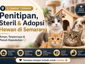 Shelter Kucing Semarang untuk Titip, Rawat, Steril, dan Adopsi