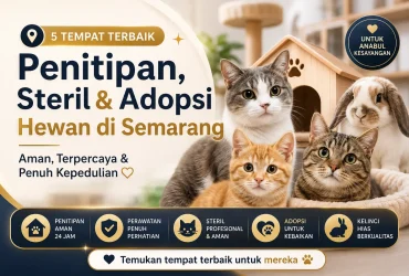 Shelter Kucing Semarang untuk Titip, Rawat, Steril, dan Adopsi