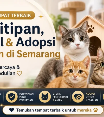 Shelter Kucing Semarang untuk Titip, Rawat, Steril, dan Adopsi Shelter Kucing Semarang untuk Titip, Rawat, Steril, dan Adopsi
