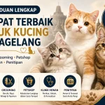 Shelter Kucing Magelang dengan Layanan Adopsi hingga Grooming