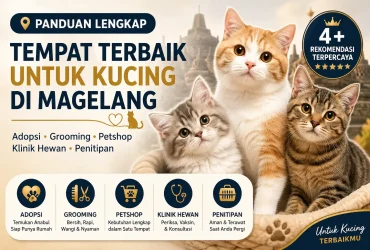 Shelter Kucing Magelang dengan Layanan Adopsi hingga Grooming