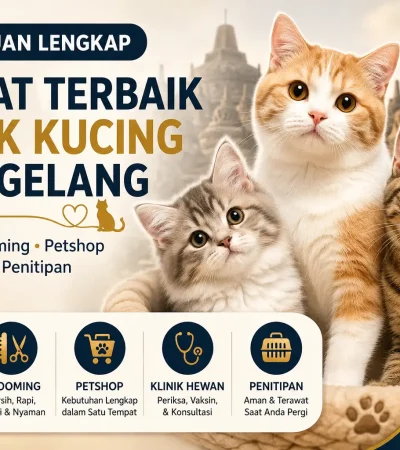 Shelter Kucing Magelang dengan Layanan Adopsi hingga Grooming