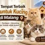 4 Rekomendasi Shelter Kucing Malang untuk Adopsi dan Penitipan