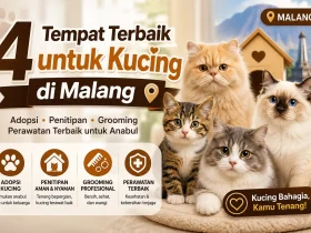 4 Rekomendasi Shelter Kucing Malang untuk Adopsi dan Penitipan