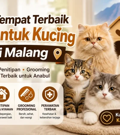 4 Rekomendasi Shelter Kucing Malang untuk Adopsi dan Penitipan